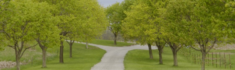 Fork in the Road